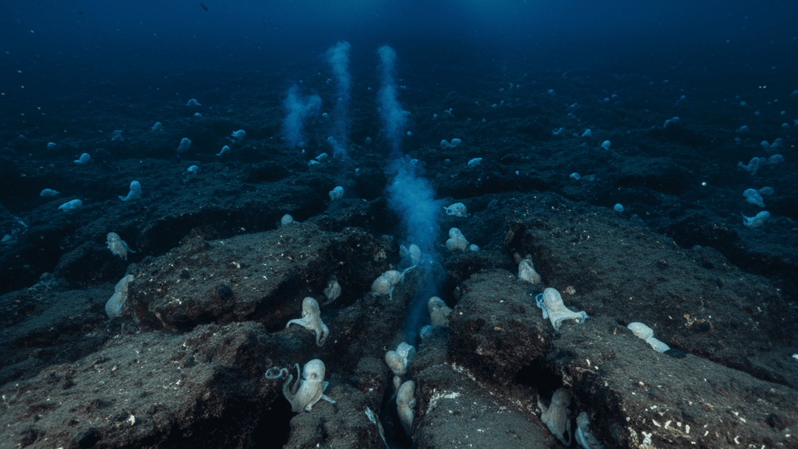 science-noaa-davidson-seamount-octopus-nursery-e95b5c7b A cluster of white octopuses nesting on dark volcanic rocks near shimmering deep-sea thermal vents.