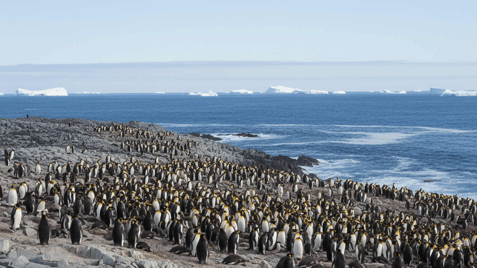 A large colony of king penguins stands in an orderly fashion on a rocky island near the ocean.
