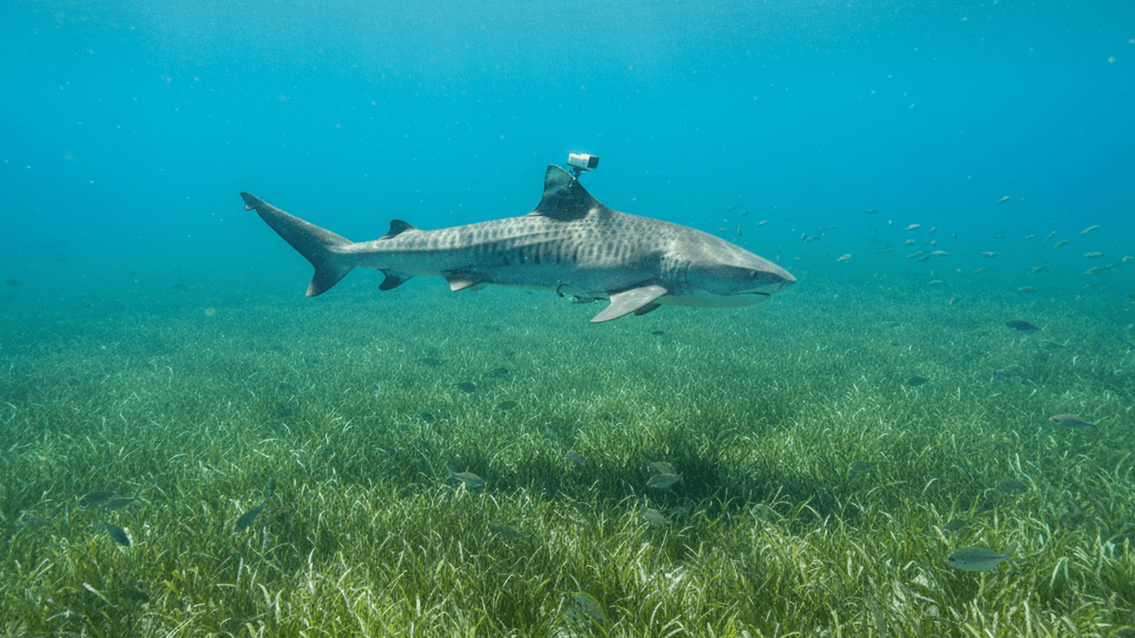 A tiger shark swims over a vast green seagrass meadow in clear tropical water with a research camera attached to its fin.