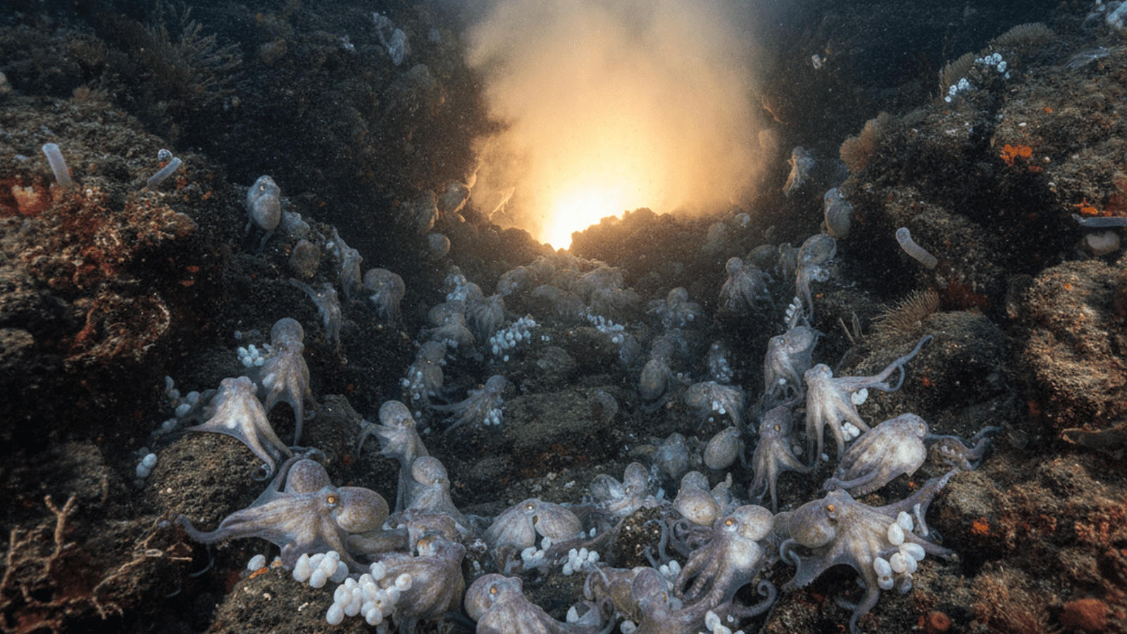 A group of deep-sea octopuses brooding eggs near a hydrothermal vent on the ocean floor.