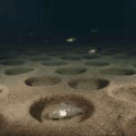 Massive Deep-Sea Icefish Breeding Colony Discovered in Antarctica