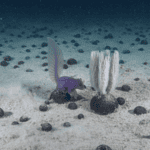 Abyssal Surveys Reveal Thousands of New Species in Pacific Mining Zone