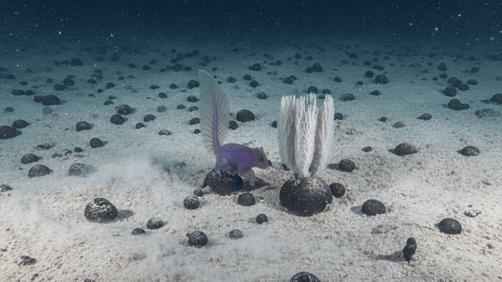 science-ccz-abyssal-biodiversity-discovery-01bf83e0 A translucent purple sea cucumber known as a gummy squirrel rests on the silty Pacific seafloor among dark mineral nodules.
