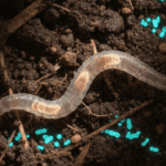 Researchers Identify Novel Antibiotic Darobactin in Soil-Dwelling Nematodes