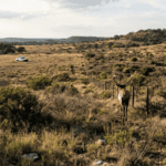 USDA Expands Texas Wildlife Monitoring After First U.S. Screwworm Case in Elk