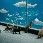 Rescue Kittens Get a Rare Aquarium Adventure at Mall of America